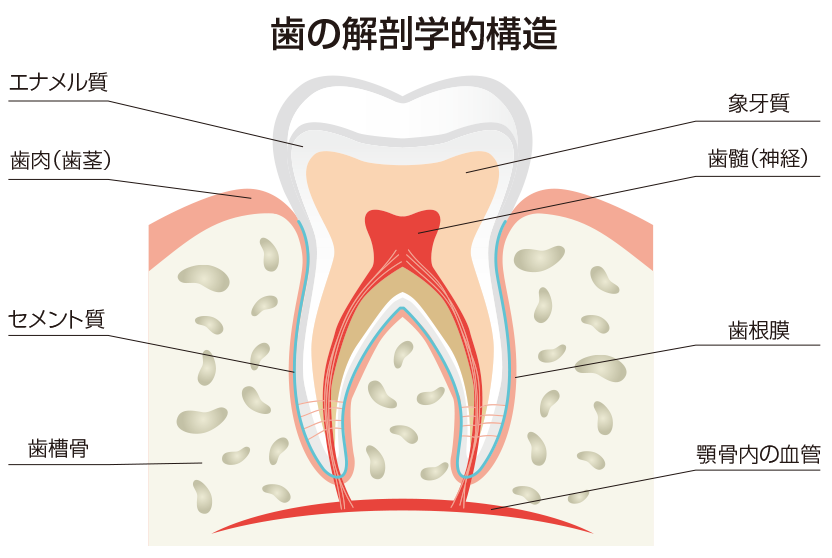 歯の解剖学的構造
